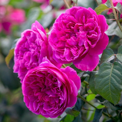 Роза английская Джеймс Л. Остин Высота куста до 100 см.