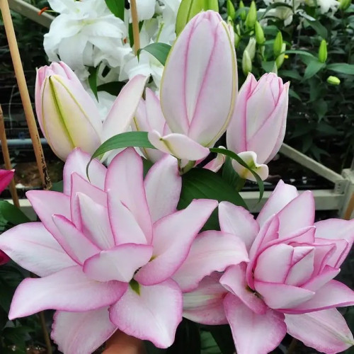 Лилия Аннушка Сорт «Roselily Anoushka» считается одним из самых красивых и нежных. Он славится приятным ароматом и впечатляющим внешним видом, отлично подходит для цветочных композиций и букетов.