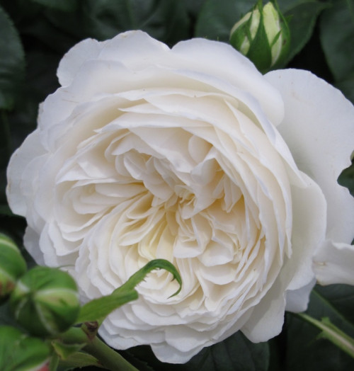 Роза английская Клэр Остин Высота куста 120-150 см.