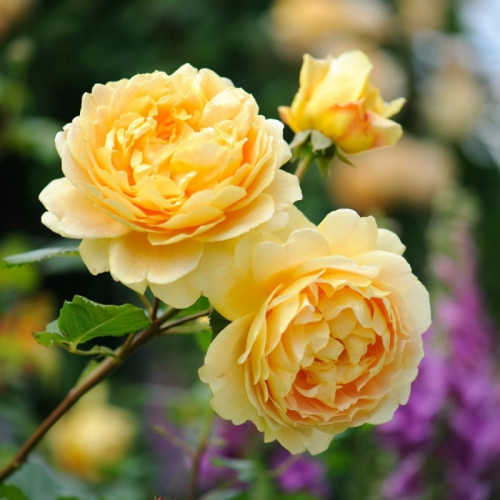 Роза английская Голден Селебрейшен Высота куста 150 см.
