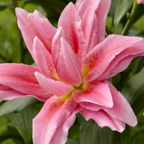 Лилия Джуана Лилия розовидная «Roselily Juana» отличается особой элегантностью. Имеет мощный стебель покрытый густой темно-зеленой листвой, на вершине которого распускаются крупные махровые цветы до 20-21 см. Восхитительный аромат.