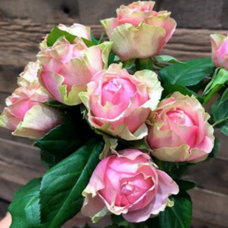 Роза чайно-гибридная Питахайя Роза отличается своими классическими тугими бутонами нежного розового оттенка. С внешней стороны цветки слегка салатовые, а изнутри по мере распускания – абрикосово-розовые. 