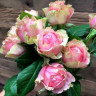 Роза чайно-гибридная Питахайя - Роза чайно-гибридная Питахайя