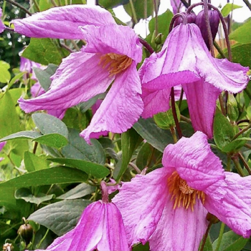 Клематис Аленушка ЗКС Цветки Aljonushka диаметром 7-8 см, розово-лиловые колокольчики с 4-5 лепестками, пониклые. 