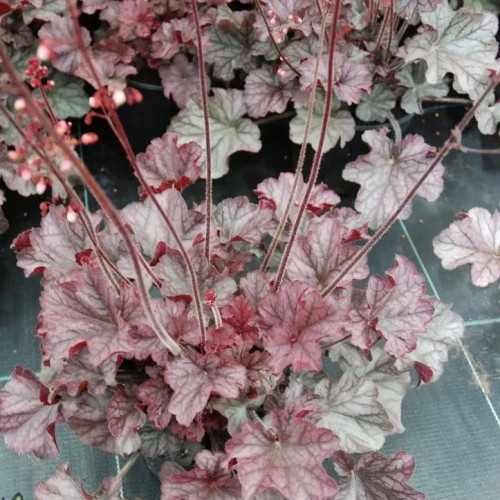 Гейхерелла Плюм Каскад (Plum Cascade) Очень эффектный и роскошный сорт с резными листьями фиолетово-серебряного цвета.  Гейхерелла Plum Cascade формирует округлый раскидистый куст. 
