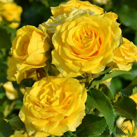 Роза чайно-гибридная Золотая Дания