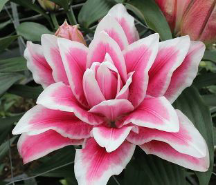 Лилия Олимпия Лилия «Roselily Olympia» выглядит потрясающе: ее объемные махровые цветки украшают собой клумбу или букет, а благоухание разносится по всему саду.