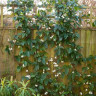 Клематис Винтер Бьюти (Clematis clarkeana Winter Beauty) - Клематис Винтер Бьюти (Clematis clarkeana Winter Beauty)