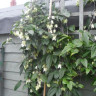 Клематис Винтер Бьюти (Clematis clarkeana Winter Beauty) - Клематис Винтер Бьюти (Clematis clarkeana Winter Beauty)