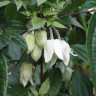 Клематис Винтер Бьюти (Clematis clarkeana Winter Beauty) - Клематис Винтер Бьюти (Clematis clarkeana Winter Beauty)