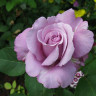 Роза чайно-гибридная Шарль де Голль - Роза чайно-гибридная Шарль де Голль