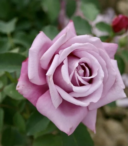Роза чайно-гибридная Шарль де Голль Роза сиреневого незаурядного оттенка, крупные, вазообразные, махровые. Аромат с нотами вербены и лимона. Кусты пряморослые, прочные. Листва пышная, зелёная, средне-плотная.
