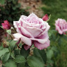 Роза чайно-гибридная Шарль де Голль - Роза чайно-гибридная Шарль де Голль
