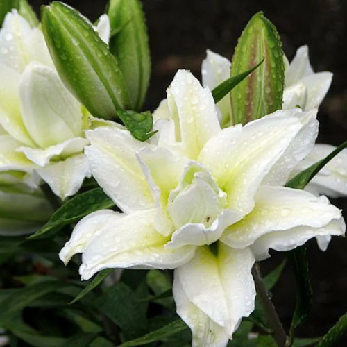 Лилия Рамона Лилия «Roselily Ramona» цветок белый, лёгкое гофре по краю лепестка, без пыльцы. У лилии прекрасный легкий аромат. 
