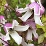 Клематис Эльф (Clematis Elf) - Клематис Эльф (Clematis Elf)