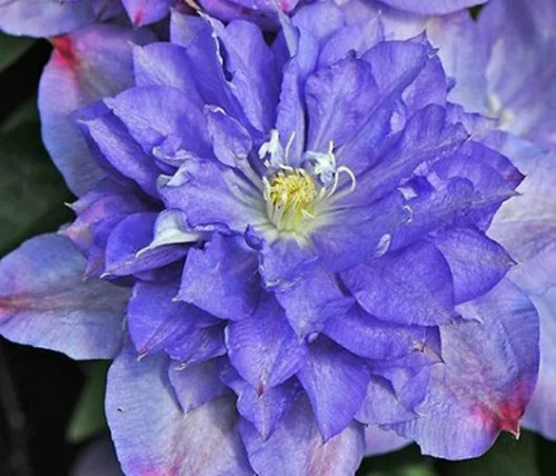 Клематис Блю Эксплоужен ЗКС Махровые или полумахровые цветки Blue Explosion в диаметре достигают 15 см, форма полураскрытая, расцветка лепестков голубая с розоватыми кончиками.