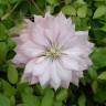 Клематис Виолет Элизабет (Clematis Violet Elizabeth)  - Клематис Виолет Элизабет (Clematis Violet Elizabeth) 
