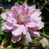 Клематис Виолет Элизабет (Clematis Violet Elizabeth)  - Клематис Виолет Элизабет (Clematis Violet Elizabeth) 