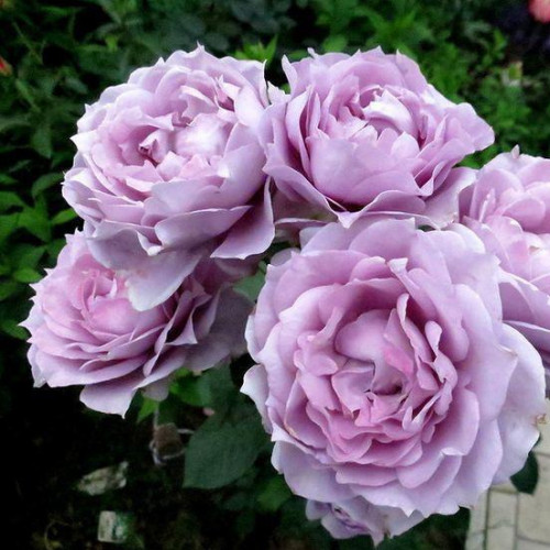 Роза кордес флорибунда Новалис Обильное цветение.