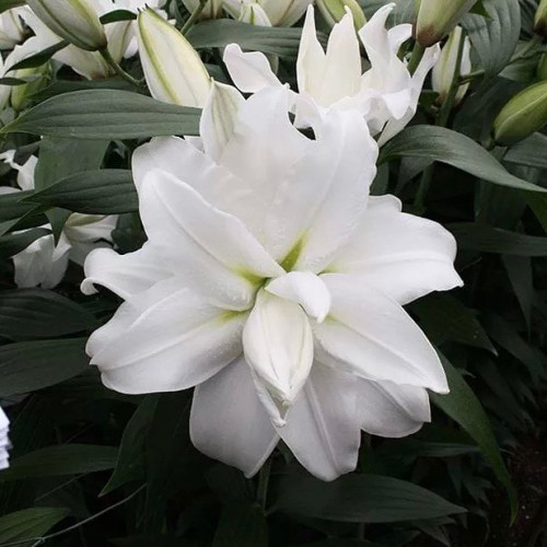 Лилия Рафаела Нежная, изящная лилия «Roselily Rafaela» имеет красивый светлый оттенок лепестков. У лилии очень нежный и приятный аромат.