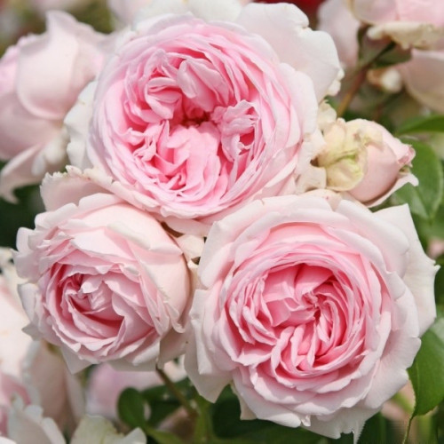Роза кордес флорибунда Герцогиня Кристиан Обильное цветение.
