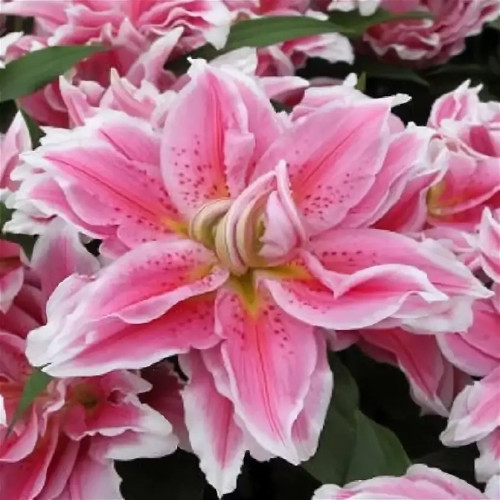 Лилия Салво Цветы «Salvo» крупные, кремово-розовые, с высветленными кончиками, диаметр цветка 18-20 см. 