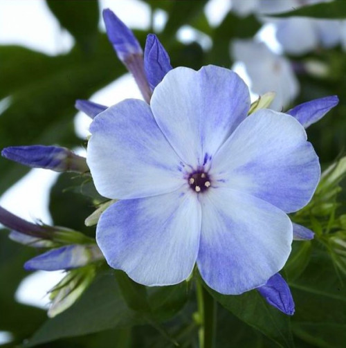 Флокс Флейм Марина Цветы голубые с белым, с еле видимыми сиреневыми тенями.