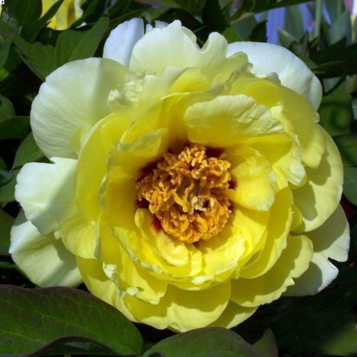 Пион древовидный Хайнун «Hai Huan» (High noon) - высокорослый, 1,5-2 метра. Цветет яркими, крупными цветками редкой розовидной формы. Цветки полумахровые до 16-17 см в диаметре. Лепестки ярко-жёлтые или лимонно-жёлтые, небольшими мазками красного цвета у основания лепестков. Высота растения 150-200 см.
Окраска цветков лимонно-желтая.
Размер цветка 17-20 см.
