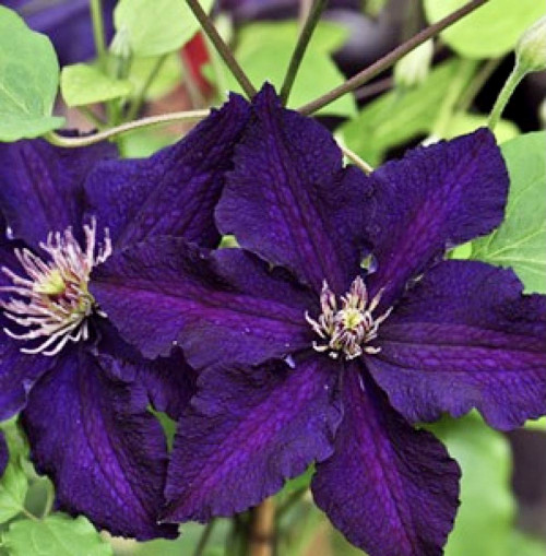 Клематис Распутин ЗКС Очень темные цветки Rasputin диаметром 8-12 см с 6 темно-пурпурно-фиолетовыми чашелистиками с волнистыми краями, снизу светлыми, серо-фиолетовыми.
