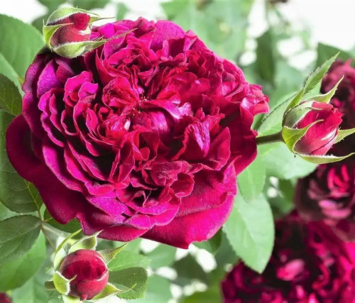 Роза английская Вильям Шекспир 2000 Аромат волшебный выраженный, манящий, по-английски аристократический! Цвет лепестков имеет ярко-красно-малиновый оттенок.