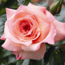 Роза плетистая Барок - Роза плетистая Барок