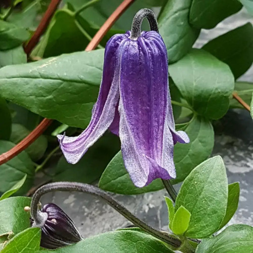 Клематис Роогучи ЗКС У Rooguchi сине-фиолетовые цветки напоминающие поникшие колокольчики и имеют тонкий изысканный аромат. 