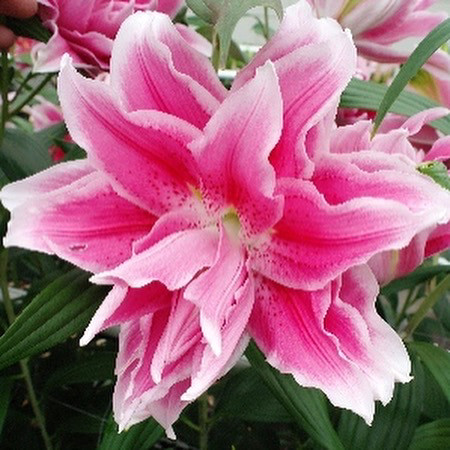 Лилия Микаела Розовидная восточная махровая лилия «RoseLily Mikaela» ярко-розовая с белыми кончиками и редким крапом, обладает тонким ароматом, без пыльцы. 