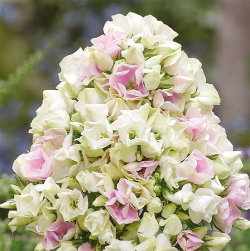 Флокс Крем де ла Крем Окрас цветка от бело-зеленого до розово-кремового.
