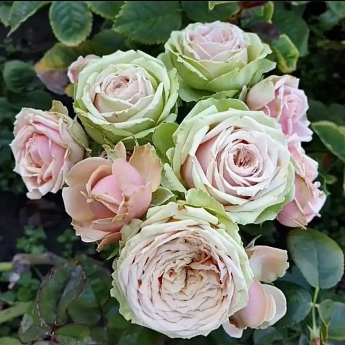 Роза флорибунда Эден Романтика Роза «Eden Romantica» сразу бросается в глаза! Весьма необычный окрас этих цветков.