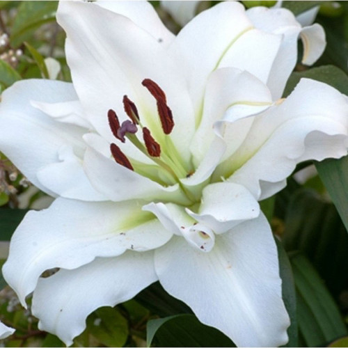Лилия от-гибрид (Вайт Айс) Уайт Айз  Лилия «White Eyes» с очень крупными белыми махровыми цветками. Образует белые махровые душистые цветки с завернутыми вниз лепестками. 