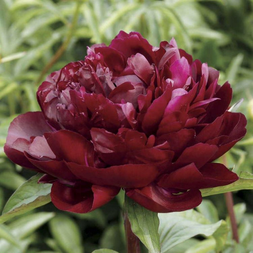 Пион Армани ​Сорт "Armani" цветок махровый, вначале рубиново-красный, затем бордово-красный.