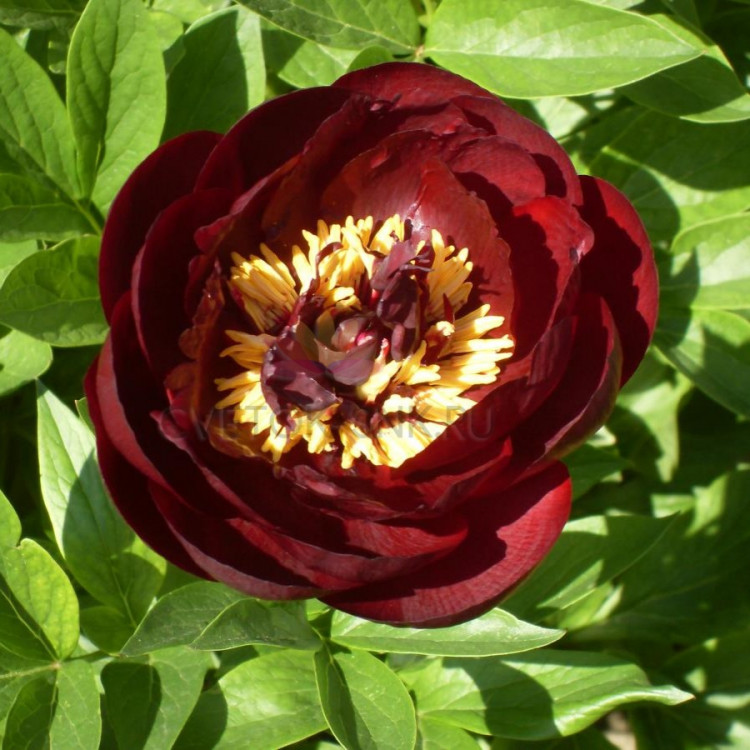 Paeonia Buckeye Belle. Фото