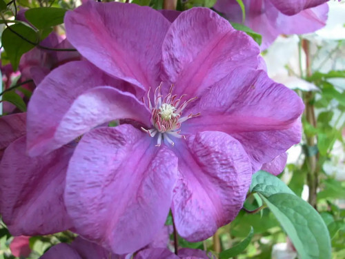 Клематис Рахваринн Rahvarinne - один из самых оригинальных сортов клематисов. ​Окраска цветков: яркие лилово-пурпурные с тёмной полосой посередине лепестка.