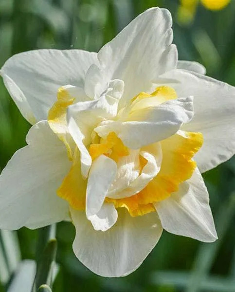 Нарцисс уайт лион фото и описание