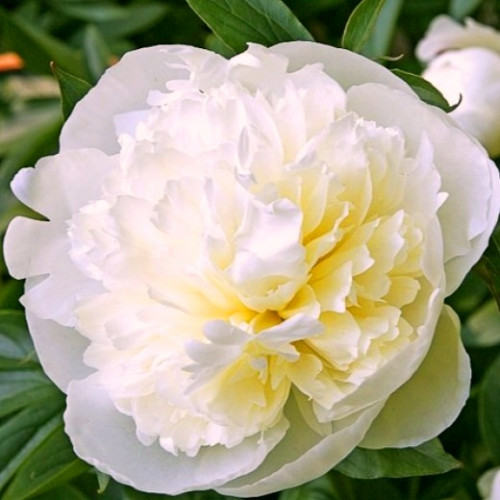 Пион Дюшес Де Немур Восхитительные крупные цветы, белый с кремовым оттенком и салатовым основанием лепестков, постепенно переходит в жемчужно-белый оттенок.