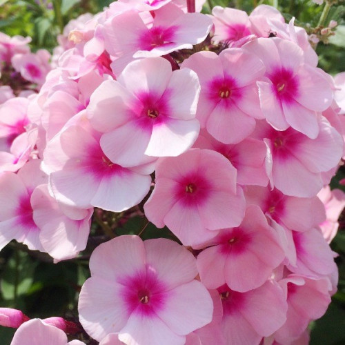 Флокс Бриллиант Айз  Бутоны нежно-розовые, трубка розово-пурпурная, аромат нежный. 