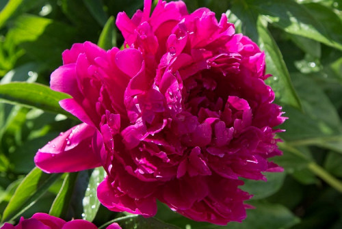 Пион Карл Розенфельд Цветок тёмно-рубиновый с синеватым оттенком. Цветение продолжительное.
