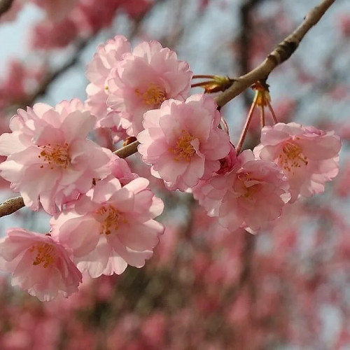 Сакура Ошидори Дерево ценится во всем мире из-за своего живописного цветения: весной оно покрывается изумительными розовыми цветами и становится украшением любого сада. Oshidori очень небольшое деревце, почти кустарник. 