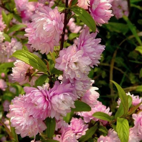 Сакура Розеа Плена Растение с великолепными декоративными свойствами, пышно-цветущая Rosea Plena - настоящее украшение сада, среднерослый кустарник. Обильное цветение густомахровыми нежно-розовыми цветками начинается в конце мая и продолжается целый месяц. 