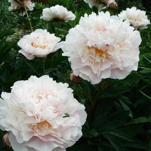 Пион Класс Акт Огромный цветок с высоким сливочным центром в окружении нежных бело-розовых крупных округлых лепестков. 