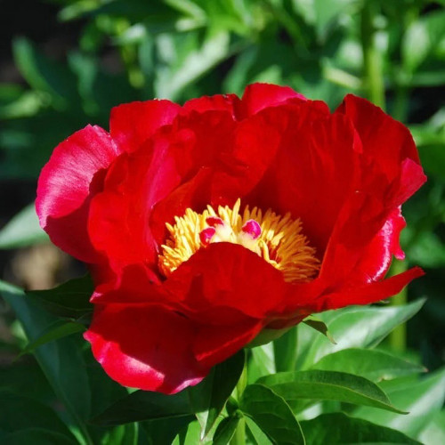 Пион Блейз Пион молочноцветковый Блейз - сорт с простыми ярко-красными цветками с желтой сердцевиной. Диаметр бутона - до 17 см. 