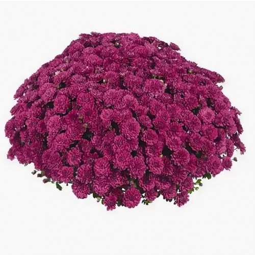 Хризантема мультифлора «Cherry Purple» Хризантема мультифлора считается «Королевой осени». Хризантема мультифлора – это шарообразное растение с большим количеством мелких и разноцветных цветков.