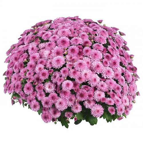 Хризантема мультифлора «League Pink» Хризантема мультифлора считается «Королевой осени». Хризантема мультифлора – это шарообразное растение с большим количеством мелких и разноцветных цветков.