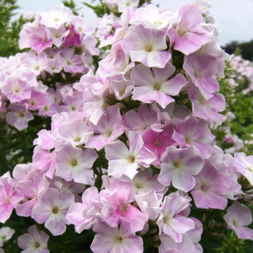 Флокс Кул Вотер Белые с сиренево-розовыми неравномерными штрихами цветки становятся более насыщенными.
